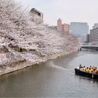 桜まつり