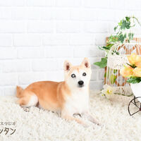258724F5-309D-4545-971B-65D4F8C1BC5F