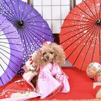 ペットフォト
