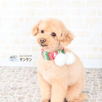 393838D6-758D-4193-9559-A9D218518BC7