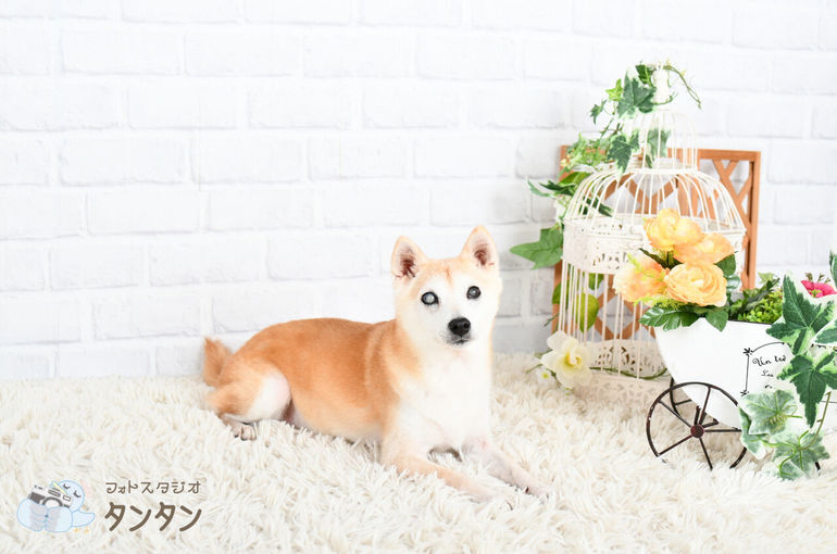 ペット撮影